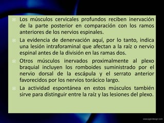  Los músculos cervicales profundos reciben inervación
de la parte posterior en comparación con los ramos
anteriores de los nervios espinales.
 La evidencia de denervación aquí, por lo tanto, indica
una lesión intraforaminal que afectan a la raíz o nervio
espinal antes de la división en las ramas dos.
 Otros músculos inervados proximalmente al plexo
braquial incluyen los romboides suministrado por el
nervio dorsal de la escápula y el serrato anterior
favorecidos por los nervios torácico largo.
 La actividad espontánea en estos músculos también
sirve para distinguir entre la raíz y las lesiones del plexo.
 