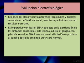 Evaluación electrofisiológica
• Lesiones del plexo y nervio periférico (proximales y distales)
se asocian con SNAP anormal , mientras que lesiones de raíz
resultan normales
• Es imperativo verificar el SNAP que esta en la distribución de
los síntomas sensoriales, si la lesión es distal al ganglio con
pérdida axonal, el SNAP será anormal; si la lesión es proximal
al ganglio dorsal la amplitud SNAP será normal.
 
