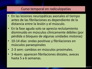 Curso temporal en radiculopatías
• En las lesiones neuropáticas axonales el tiempo
antes de las fibrilaciones es dependiente de la
distancia entre la lesión y el músculo.
• En la fase aguda solo se aprecia reclutamiento
disminuido en músculos clínicamente débiles (por
pérdida o bloqueo de algunas unidades motoras)
• 10-14 días: ondas positivas y fibrilaciones en
músculos paraespinales
• 2-3 sem: cambios en músculos proximales.
• 3-4sem: aparecen fibrilaciones distales, aveces
hasta 5 a 6 semanas.
 