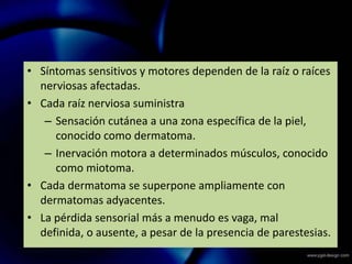 • Síntomas sensitivos y motores dependen de la raíz o raíces
nerviosas afectadas.
• Cada raíz nerviosa suministra
– Sensación cutánea a una zona específica de la piel,
conocido como dermatoma.
– Inervación motora a determinados músculos, conocido
como miotoma.
• Cada dermatoma se superpone ampliamente con
dermatomas adyacentes.
• La pérdida sensorial más a menudo es vaga, mal
definida, o ausente, a pesar de la presencia de parestesias.
 