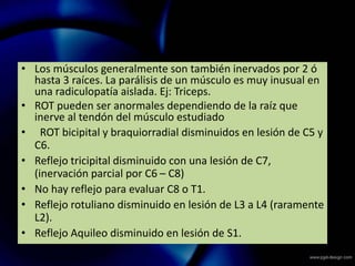 • Los músculos generalmente son también inervados por 2 ó
hasta 3 raíces. La parálisis de un músculo es muy inusual en
una radiculopatía aislada. Ej: Triceps.
• ROT pueden ser anormales dependiendo de la raíz que
inerve al tendón del músculo estudiado
• ROT bicipital y braquiorradial disminuidos en lesión de C5 y
C6.
• Reflejo tricipital disminuido con una lesión de C7,
(inervación parcial por C6 – C8)
• No hay reflejo para evaluar C8 o T1.
• Reflejo rotuliano disminuido en lesión de L3 a L4 (raramente
L2).
• Reflejo Aquileo disminuido en lesión de S1.
 