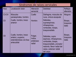 Síndromes de raíces cervicales
Raíz Localización dolor Alteración
sensorial
Debilidad Reflejos
alterados
C3-C4
C5
C6
Músculos
paraespinales, hombro
Cuello, hombro, brazo
anterior
Cuello, hombro, brazo
anteior y superior,
extendiendose a la fosa
antecubital
Cuello
Hombro
Pulgar,
índice,
antebrazo
radial
Diafragma, músculos de
nuca, cintura escapular
Deltoides,
supraespinoso,
infraespinoso,
romboides, biceps,
braquioradialis
Deltoides, supra
espinoso, infraespinoso,
romboides, biceps,
braquioradialis, pronador
redondo, flexor radial del
carpo, extensor radial
del carpo
Ninguno
Biceps,
braquiora
dialis
Biceps,
braquiora
dialis
 
