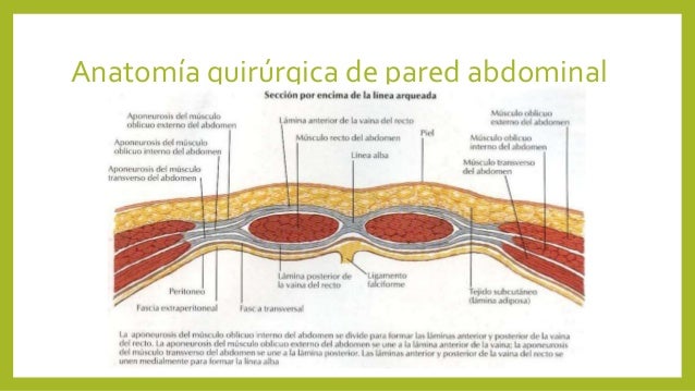 ANATOMIA QUIRURGICA DE PARED ABDOMINAL PDF