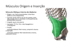 Músculos Origem e Inserção
Músculo Oblíquo Interno do Abdome
• Origem: sup. Fáscia toracolombar, crista ilíaca
anterior e arco ileopectíneo
• Inserção: borda inferior da 10-12ª costelas, linha
alba, junção com m. cremáster e linha pectínea do
púbis(tendão conjunto)
• Irrigação: igual a do externo
• Inervação: T7-T11, T12, n.íleo-hipogástrio e
n.íleoinguinal
• Função:
contração bilateral: fletir tronco, comprimir vísceras
e expiração
contração unilateral: fletir lateralmente o tronco,
rotacionar tronco.
 