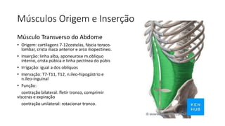 Músculos Origem e Inserção
Músculo Transverso do Abdome
• Origem: cartilagens 7-12costelas, fáscia toraco-
lombar, crista ilíaca anterior e arco iliopectíneo.
• Inserção: linha alba, aponeurose m.obliquo
interno, crista púbica e linha pectínea do púbis
• Irrigação: igual a dos oblíquos
• Inervação: T7-T11, T12, n.íleo-hipogástrio e
n.íleo-inguinal
• Função:
contração bilateral: fletir tronco, comprimir
vísceras e expiração
contração unilateral: rotacionar tronco.
 