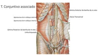 T. Conjuntivo associado
Linha Arqueada
Fáscia Transversal
Lâmina Anterior da bainha do m.reto
Lâmina Posterior da bainha do m.reto
Aponeurose de m.obliquo externo
Aponeurose de m.obliquo interno
 