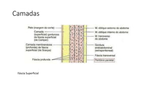 Camadas
Fáscia Superficial
 