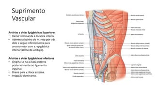 Suprimento
Vascular
Artérias e Veias Epigástricas Superiores
• Ramo terminal da a.torácica interna
• Adentra a bainha do m. reto por trás
dele e segue inferiormenta para
anastomosar com a. epigástrica
inferior(acima do umbigo).
Artérias e Veias Epigástricas Inferiores
• Origina-se na a.ilíaca externa
posteriormente ao ligamento
inguinal.
• Drena para v. ilíaca externa.
• Irrigação dominante.
 