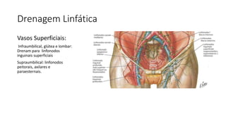 Drenagem Linfática
Vasos Superficiais:
Infraumbilical, glútea e lombar:
Drenam para linfonodos
inguinais superficiais
Supraumbilical: linfonodos
peitorais, axilares e
paraesternais.
 