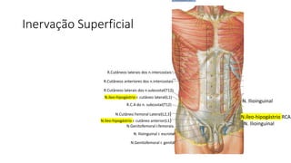 Inervação Superficial
R.Cutâneos laterais dos n.intercostais
R.Cutâneos anteriores dos n.intercostais
R.Cutâneos laterais dos n.subcostal(T12)
N.íleo-hipogástrio r. cutâneo lateral(L1)
R.C.A do n. subcostal(T12)
N.Cutâneo Femoral Lateral(L2,3)
N.íleo-hipogástrio r. cutâneo anterior(L1)
N.Genitofemoral r.femorais
N.Genitofemoral r. genital
N. Ilioinguinal r. escrotal
N. Ilioinguinal
N. Ilioinguinal
N.íleo-hipogástrio RCA
 