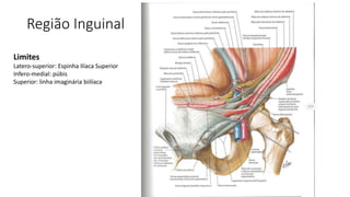 Região Inguinal
Limites
Latero-superior: Espinha Ilíaca Superior
Infero-medial: púbis
Superior: linha imaginária biilíaca
 