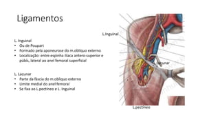 Ligamentos
L.Inguinal
L.pectíneo
L.Lacunar
L. Inguinal
• Ou de Poupart
• Formado pela aponeurose do m.oblíquo externo
• Localização: entre espinha ilíaca antero-superior e
púbis, lateral ao anel femoral superficial
L. Lacunar
• Parte da fáscia do m.obliquo externo
• Limite medial do anel femoral
• Se fixa ao L.pectíneo e L. Inguinal
 