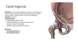 Canal Inguinal
Definição: é uma estrutura diagonal complexa, de passagem no
abdome inferior, delimitada pela aponeurose de três músculos:
oblíquo externo, oblíquo interno e transverso abdominal.
Tamanho: 3,5-5 cm
Limites/paredes:
• Superior(Teto): M.O.E e M.T
• Inferior(Assoalho): Lig. Inguinal e Lig.Lacunar
• Posterior: Fáscia Transversalis
• Anterior: Aponeuroses M.O.E e M.O.I.
Aberturas:
• Anel Inguinal Externo
• Anel Inguinal Interno
 