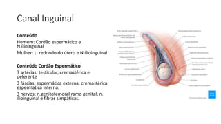 Canal Inguinal
Conteúdo
Homem: Cordão espermático e
N.ílioinguinal
Mulher: L. redondo do útero e N.ílioinguinal
Conteúdo Cordão Espermático
3 artérias: testicular, cremastérica e
deferente
3 fáscias: espermática externa, cremastérica
espermatica interna.
3 nervos: n.genitofemoral ramo genital, n.
ilioinguinal e fibras simpáticas.
 