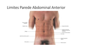 Limites Parede Abdominal Anterior
 