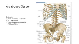 Arcabouço Ósseo
Destaques:
• Crista ilíaca: lábio e tubérculo
• 7ª a 10ª costelas
• Espinha Ilíaca Anterossuperior
• Tubérculo Púbico
 
