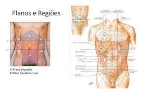 Planos e Regiões
A- Plano Subcostal
B-Plano transtubercular
 
