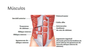 Músculos
 