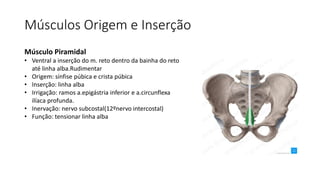 Músculos Origem e Inserção
Músculo Piramidal
• Ventral a inserção do m. reto dentro da bainha do reto
até linha alba.Rudimentar
• Origem: sínfise púbica e crista púbica
• Inserção: linha alba
• Irrigação: ramos a.epigástria inferior e a.circunflexa
ilíaca profunda.
• Inervação: nervo subcostal(12ºnervo intercostal)
• Função: tensionar linha alba
 