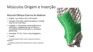 Músculos Origem e Inserção
Músculo Oblíquo Externo do Abdome
• Origem: sup. Externa da 5-12ªcostelas
• Inserção: linha alba, tubérculo púbico e metade
anterior da crista ilíaca.
• Irrigação: a. intercostais posteroinferiores e
subcostais, a.epigástricas sup e inferior, a
circunflexas ilíacas profundas e a. lombares
posteriores.
• Inervação: T7-T11, T12 e n.íleo-hipogástrio
• Função:
contração bilateral: fletir tronco, comprimir vísceras e
expiração
contração unilateral: fletir lateralmente o tronco, rotacionar
tronco.
 