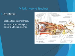 IV PAR. Nervio Troclear
 Distribución:
Destinadas a las meninges.
Su rama terminal llega al
musculo Oblicuo superior.
 