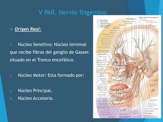 V PAR. Nervio Trigémino
 Origen Real:
1. Núcleo Sensitivo: Núcleo terminal
que recibe fibras del ganglio de Gasser.
situado en el Tronco encefálico.
2. Núcleo Motor: Esta formado por:
a. Núcleo Principal.
b. Núcleo Accesorio.
 