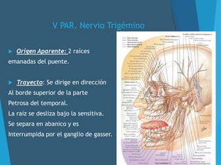 V PAR. Nervio Trigémino
 Origen Aparente: 2 raíces
emanadas del puente.
 Trayecto: Se dirige en dirección
Al borde superior de la parte
Petrosa del temporal.
La raíz se desliza bajo la sensitiva.
Se separa en abanico y es
Interrumpida por el ganglio de gasser.
 