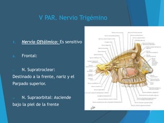 V PAR. Nervio Trigémino
1. Nervio Oftálmico: Es sensitivo
a. Frontal:
o N. Supratroclear:
Destinado a la frente, nariz y el
Parpado superior.
o N. Supraorbital: Asciende
bajo la piel de la frente
 