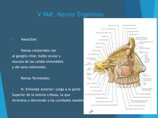 V PAR. Nervio Trigémino
b. Nasociliar:
o Ramas colaterales van
al ganglio ciliar, bulbo ocular y
mucosa de las celdas etmoidales
y del seno esfenoidal.
o Ramas Terminales:
1. N. Etmoidal anterior: Llega a la parte
Superior de la lamina cribosa, la que
Atraviesa y desciende a las cavidades nasales.
 
