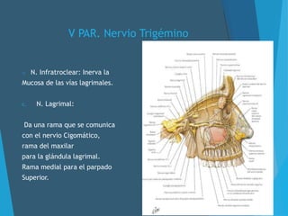 V PAR. Nervio Trigémino
o N. Infratroclear: Inerva la
Mucosa de las vías lagrimales.
c. N. Lagrimal:
Da una rama que se comunica
con el nervio Cigomático,
rama del maxilar
para la glándula lagrimal.
Rama medial para el parpado
Superior.
 