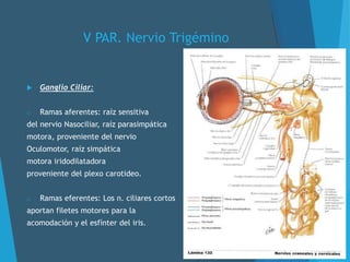 V PAR. Nervio Trigémino
 Ganglio Ciliar:
o Ramas aferentes: raíz sensitiva
del nervio Nasociliar, raíz parasimpática
motora, proveniente del nervio
Oculomotor, raíz simpática
motora iridodilatadora
proveniente del plexo carotideo.
o Ramas eferentes: Los n. ciliares cortos
aportan filetes motores para la
acomodación y el esfínter del iris.
 