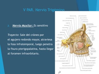 V PAR. Nervio Trigémino
2. Nervio Maxilar: Es sensitivo
Trayecto: Sale del cráneo por
el agujero redondo mayor, atraviesa
la fosa infratemporal, luego penetra
la fisura pterigopalatina, hasta llegar
al foramen infraorbitario.
 