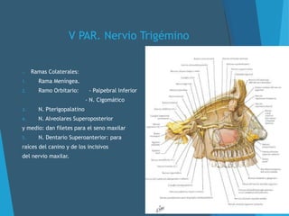 V PAR. Nervio Trigémino
o Ramas Colaterales:
1. Rama Meníngea.
2. Ramo Orbitario: - Palpebral Inferior
- N. Cigomático
3. N. Pterigopalatino
4. N. Alveolares Superoposterior
y medio: dan filetes para el seno maxilar
5. N. Dentario Superoanterior: para
raíces del canino y de los incisivos
del nervio maxilar.
 