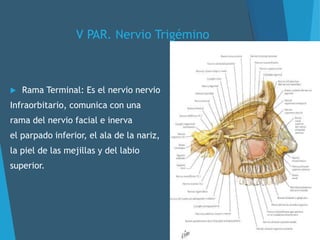 V PAR. Nervio Trigémino
 Rama Terminal: Es el nervio nervio
Infraorbitario, comunica con una
rama del nervio facial e inerva
el parpado inferior, el ala de la nariz,
la piel de las mejillas y del labio
superior.
 