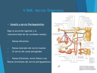 V PAR. Nervio Trigémino
 Ganglio y nervio Pterigopalatino:
Rige la secreción lagrimal y la
vasomotricidad de las cavidades nasales.
1. Ramas Aferentes:
a. Ramas laterales del nervio maxilar
b. El nervio del canal pterigoideo
2. Ramas Eferentes: envía filetes a las
Ramas terminales del nervio pterigopalatino.
 