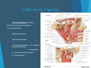 V PAR. Nervio Trigémino
3. Nervio Mandibular: Es Mixto.
Tiene una porción intracraneana,
en el foramen oval.
a. Ramas Colaterales:
o Nervios Temporales:
1. N. Temporomasetérico: - N. Temporal
profundo posterior
- N. Masetérico
2. N. Temporal profundo medio
3. N. Temporobucal
 