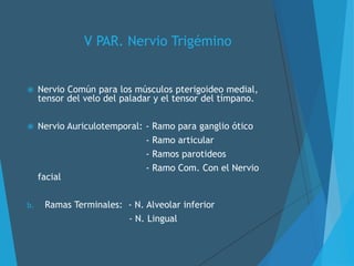 V PAR. Nervio Trigémino
 Nervio Común para los músculos pterigoideo medial,
tensor del velo del paladar y el tensor del tímpano.
 Nervio Auriculotemporal: - Ramo para ganglio ótico
- Ramo articular
- Ramos parotideos
- Ramo Com. Con el Nervio
facial
b. Ramas Terminales: - N. Alveolar inferior
- N. Lingual
 