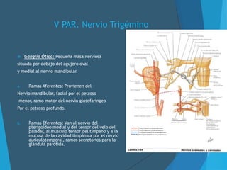 V PAR. Nervio Trigémino
 Ganglio Ótico: Pequeña masa nerviosa
situada por debajo del agujero oval
y medial al nervio mandibular.
a. Ramas Aferentes: Provienen del
Nervio mandibular, facial por el petroso
menor, ramo motor del nervio glosofaríngeo
Por el petroso profundo.
b. Ramas Eferentes: Van al nervio del
pterigoideo medial y del tensor del velo del
paladar, al musculo tensor del tímpano y a la
mucosa de la cavidad timpánica por el nervio
auriculotemporal, ramos secretorios para la
glándula parótida.
 