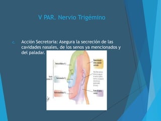 V PAR. Nervio Trigémino
c. Acción Secretoria: Asegura la secreción de las
cavidades nasales, de los senos ya mencionados y
del paladar.
 