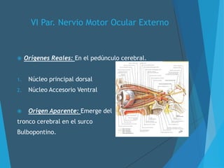 VI Par. Nervio Motor Ocular Externo
 Orígenes Reales: En el pedúnculo cerebral.
1. Núcleo principal dorsal
2. Núcleo Accesorio Ventral
 Origen Aparente: Emerge del
tronco cerebral en el surco
Bulbopontino.
 