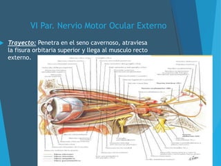 VI Par. Nervio Motor Ocular Externo
 Trayecto: Penetra en el seno cavernoso, atraviesa
la fisura orbitaria superior y llega al musculo recto
externo.
 
