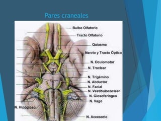Pares craneales
 