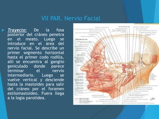 VII PAR. Nervio Facial
 Trayecto: De la fosa
posterior del cráneo penetra
en el meato. Luego se
introduce en el área del
nervio facial. Se describe un
primer segmento horizontal
hasta el primer codo rodilla,
allí se encuentra al ganglio
geniculado donde parece
terminar el nervio
intermediario. Luego se
vuelve vertical y desciende
hasta la mastoides para salir
del cráneo por el foramen
estilomastoideo. Fuera llega
a la logia parotidea.
 