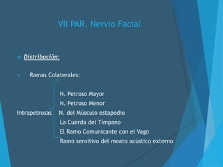 VII PAR. Nervio Facial
 Distribución:
1. Ramas Colaterales:
N. Petroso Mayor
N. Petroso Menor
Intrapetrosas N. del Músculo estapedio
La Cuerda del Tímpano
El Ramo Comunicante con el Vago
Ramo sensitivo del meato acústico externo
 