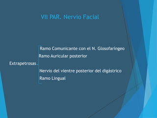 VII PAR. Nervio Facial
Ramo Comunicante con el N. Glosofaríngeo
Ramo Auricular posterior
Extrapetrosas
Nervio del vientre posterior del digástrico
Ramo Lingual
 