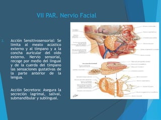 VII PAR. Nervio Facial
2. Acción Sensitivosensorial: Se
limita al meato acústico
externo y al tímpano y a la
concha auricular del oído
externo. Nervio sensorial,
recoge por medio del lingual
y de la cuerda del tímpano
las sensaciones gustativas de
la parte anterior de la
lengua.
3. Acción Secretora: Asegura la
secreción lagrimal, salival,
submandibular y sublingual.
 