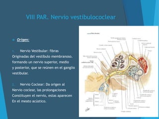 VIII PAR. Nervio vestibulococlear
 Origen:
1. Nervio Vestibular: fibras
Originadas del vestíbulo membranoso.
formando un nervio superior, medio
y posterior, que se reúnen en el ganglio
vestibular.
2. Nervio Coclear: Da origen al
Nervio coclear, las prolongaciones
Constituyen el nervio, estas aparecen
En el meato acústico.
 
