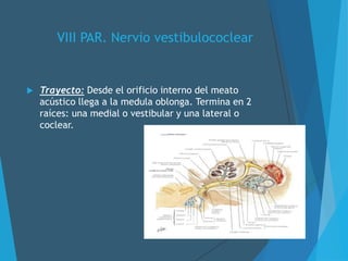 VIII PAR. Nervio vestibulococlear
 Trayecto: Desde el orificio interno del meato
acústico llega a la medula oblonga. Termina en 2
raíces: una medial o vestibular y una lateral o
coclear.
 