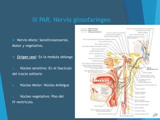 IX PAR. Nervio glosofaríngeo
 Nervio Mixto: Sensitivosensorial,
Motor y vegetativo.
 Origen real: En la medula oblonga
a. Núcleo sensitivo: En el fascículo
del tracto solitario
b. Núcleo Motor: Núcleo Ambiguo
c. Núcleo vegetativo: Piso del
IV ventrículo.
 