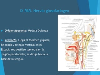 IX PAR. Nervio glosofaríngeo
 Origen Aparente: Medula Oblonga
 Trayecto: Llega al foramen yugular,
Se acoda y se hace vertical en el
Espacio retroestileo ,penetra en la
región paratonsilar, se dirige hacia la
Base de la lengua.
 